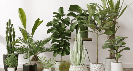 Les 10 meilleures plantes d'intérieur